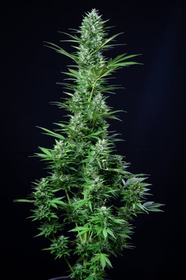 Instagram White Widow Auto