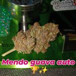 Instagram Mendo Guava Auto™