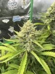 Instagram Pineapple OG Auto™