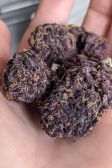 Instagram Blackberry Auto