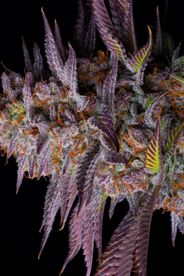 Instagram Tropicana Cookies FF