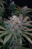 Instagram Tropicana Cookies FF