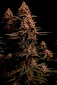Instagram Purple Lemonade FF