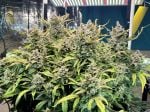Instagram Papaya Cookies Auto™