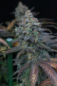 Instagram Tropicana Cookies FF