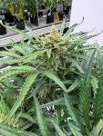 Instagram White Widow Auto