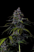 Instagram Purple Lemonade FF