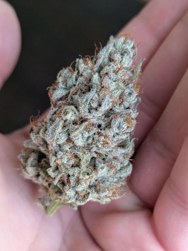 AUTO | Apricot Auto