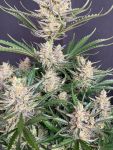 Instagram Big Bud Auto