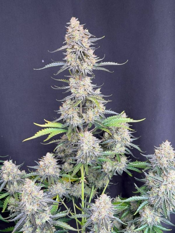 Instagram Afghan Kush Auto