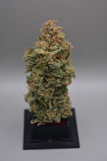 Instagram Mimosa Cake Auto