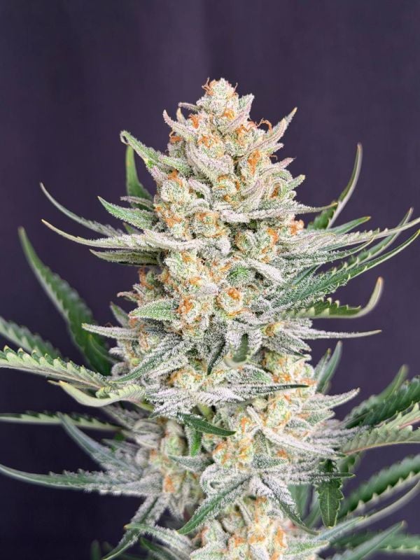Instagram BubbleGum Auto