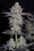 Instagram Tropicana Cookies FF