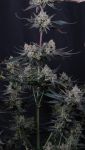 Instagram Guava Runtz Auto™