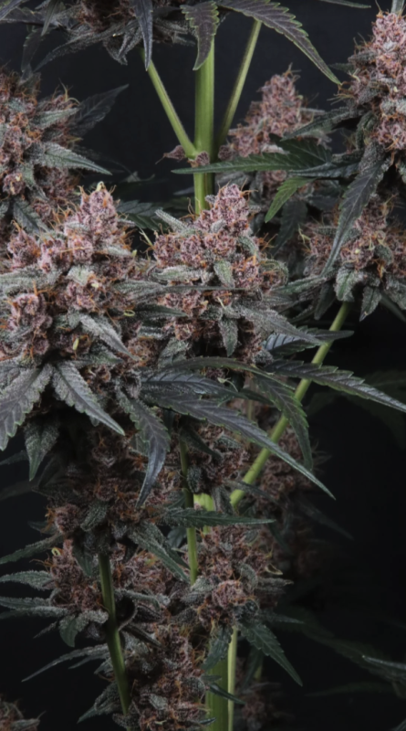 Instagram Cherry Cookies Trial Pack