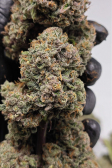Instagram Lemon Cherry Cookies Auto