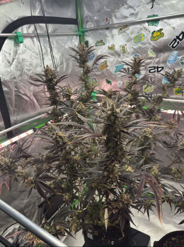 Instagram Guava Auto RF3