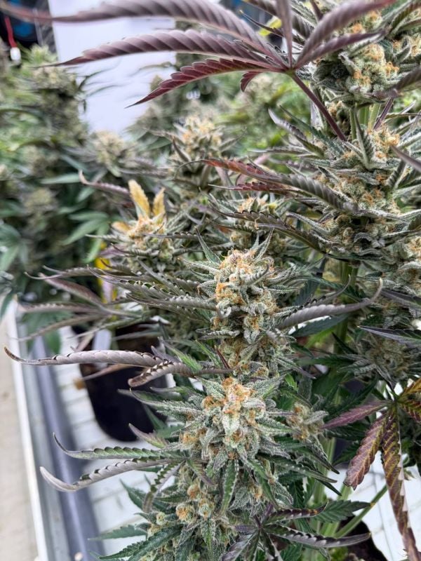 Instagram Blueberry Auto