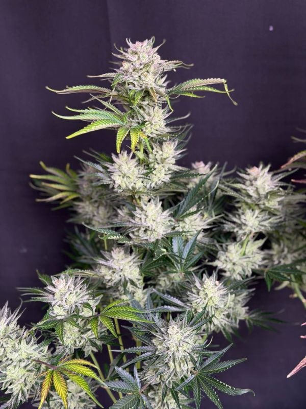 Instagram AK Auto