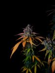 Instagram Banana Guava Auto™