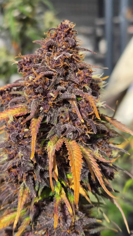 Instagram Banana Purple Punch Auto RF3