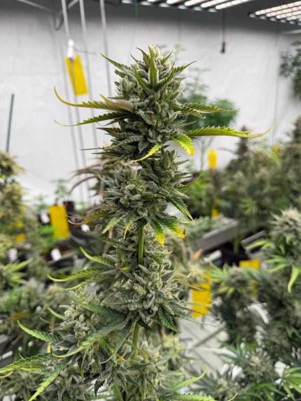 Instagram AK Auto