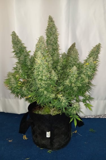 Instagram Sour Diesel Auto