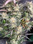 Instagram Blueberry Auto