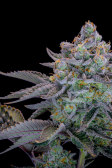 Instagram Gorilla Cookies FF