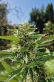 Instagram Gorilla Cookies FF