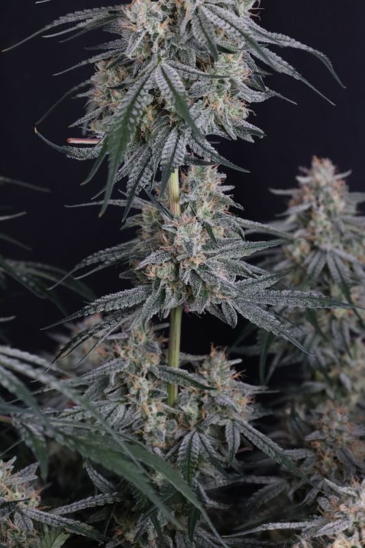 Instagram Garlic Mint Sherbet Auto