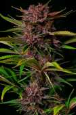 Instagram Purple Haze Auto™