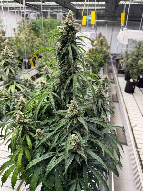 Instagram Northern Lights Auto