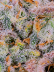 Instagram Cherry Cola Auto