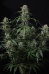 Instagram Banana Cherry Cookies Auto™