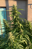 Instagram GG4 Sherbet FF