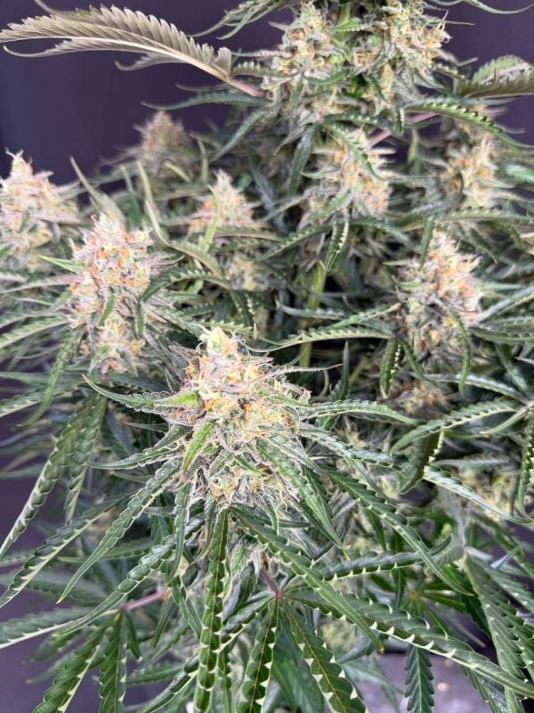 Instagram Northern Lights Auto
