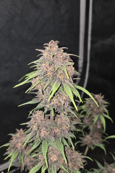 Instagram Purple Haze Auto