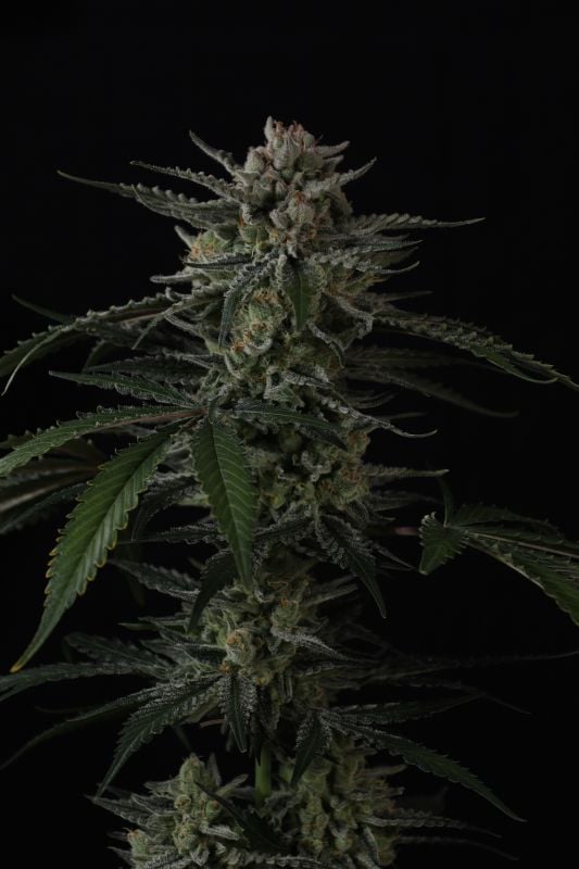Instagram Banana Guava Auto