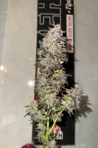 Instagram Kosher Cake Auto