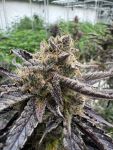 Instagram Guava Auto RF3™