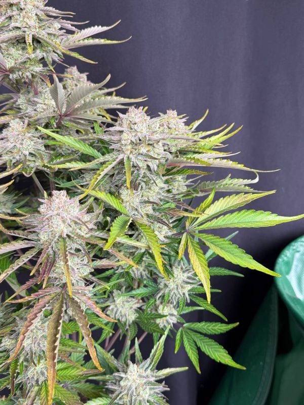 Instagram Cinderella Auto