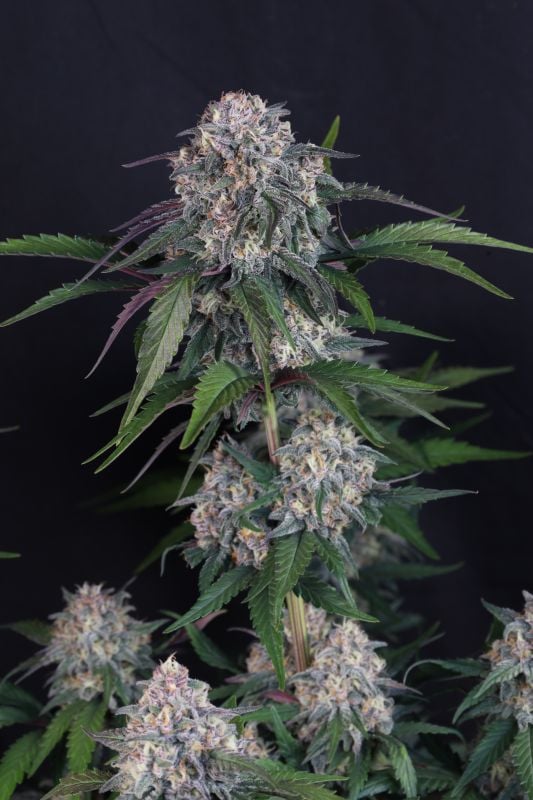 Instagram Lemon Cherry Sundae Auto