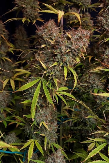 Instagram Amnesia Z Auto