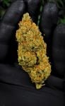 Instagram Mendo Cherry Cookies Auto™