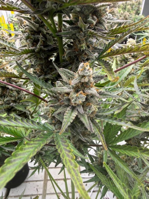 Instagram Cheese Auto