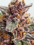 Instagram Guava Sundae Auto™