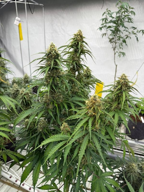 Instagram Jack Herer Auto