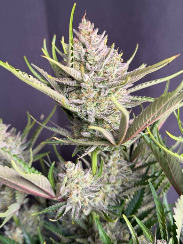Instagram Trainwreck Auto