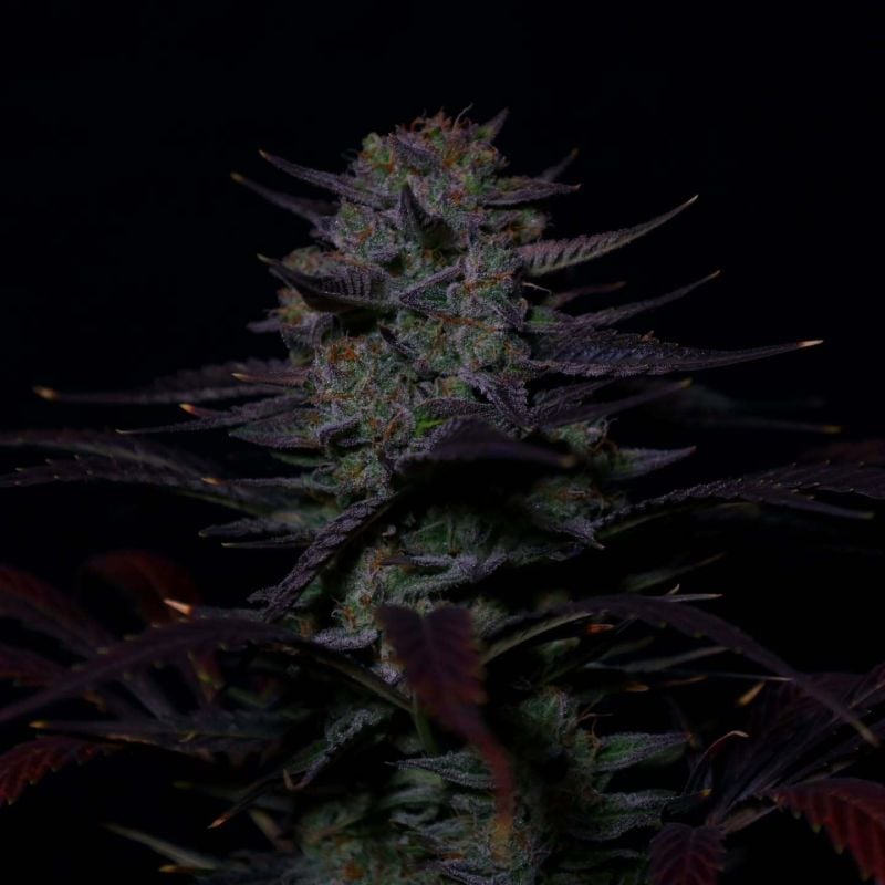 Instagram Banana Guava Auto